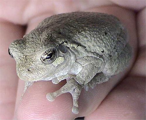 Gray tree frog